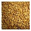 Fresh Yellow Mung Beans