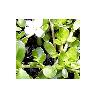 Alkaloids Enriched Brahmi Extracts