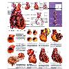 3D Anatomical Human Heart Chart