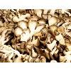 Hygienically Processed Dry Oyster Mushroom