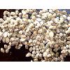 Organic Cotton Plant Seeds