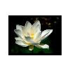 Aromatic White Lotus Plant