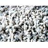 Impurities Free Cotton Seeds