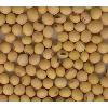 Hygienically Packed Soybean Seeds