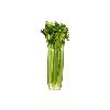 Pure And Fresh Celery Leaves