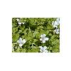 Bacopa Monnieri With Therapeutic Properties