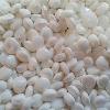 Milky White Polypropylene Granules