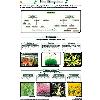 Laminated Plant Kingdom Charts