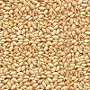 Natural White Sesame Seed