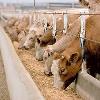 Calcium Enriched Cattle Feed Supplement