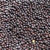 Hygienically Processed Mustard Seeds