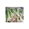 Steam Distilled Lemongrass Essential Oil