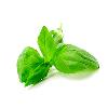 Basil Extract Based Oil