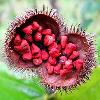 Agricultural Industrial Annatto Seed