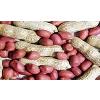 Hygienically Packed Groundnut Kernel