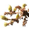 Boswellia Serrata Herbal Extract