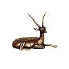 Brass Made Deer Statue