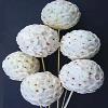 Ball Shaped White Colored Flowers