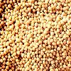 Indian Mustard Seeds