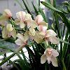 Cymbidium With Life Span Up To 4 - 5 Years