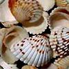 Decorative Shells