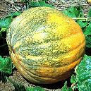 Pumpkin Weighs Upto 3 - 8 Kg