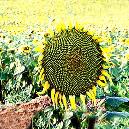 Hybrid Sunflower