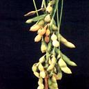 Soyabean Seeds With Yield Potentiality Of 18 To 30 Quintals Per Hectare