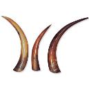 Natural Finished Horns In Original Colour