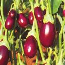 Brinjal or Baby Egg Plant