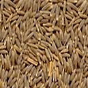 Cumin Seeds