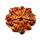 Nine Mukhi Rudraksha