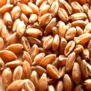 Nutritional Wheat with Accurate Cholesterols