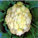 Curd White Coloured Firm Cauliflower