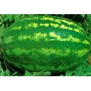 Blocky Hybrid Oblong Striped Water Melon