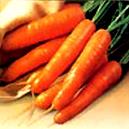 Sweet Tender Reddish Orange Hybrid Carrot