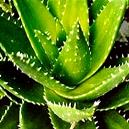 Aloe Vera Herb