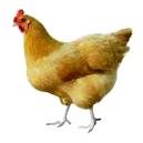 Antibacterial Poultry Feed Supplements