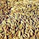 Hygienically Processed Cumin Seed