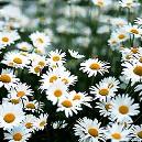 Essential Oils Based Chamomile Extract