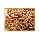 Hygienically Processed Wheat Seeds