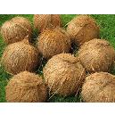 Natural Essence Enriched Coconuts