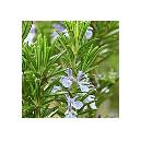 Rosemary Essential Oil With Dandruff Removing Properties