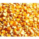 Organic Maize Seeds With Nutritional Properties