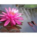 Natural Pink Lotus Absolute