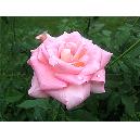 Pure Rose Flower Extracted Fragrance