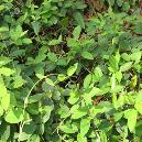 Gymnema Sylvestre Herbal Plant