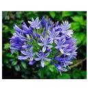 Violet Coloured Flowering Plant Agapanthus