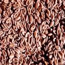 Indian Psyllium Seeds