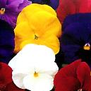 Giant Supreme Pansy